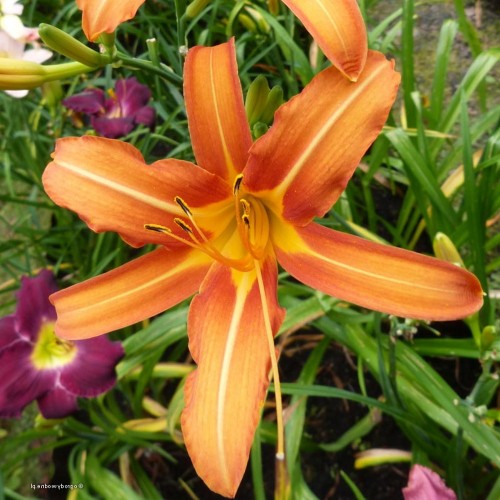 Hemerocallis 'Margaret Perry' - Päevaliilia 'Margaret Perry' P9/0,55L  